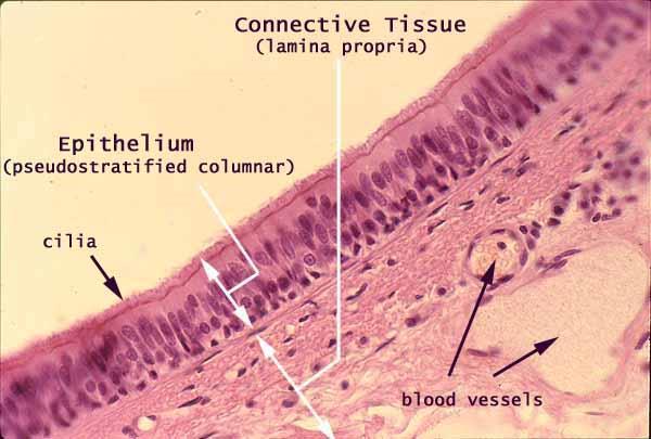 Epithelial Tissue Pseudostratified Columnar Description Single layer of cells of differing heights, some not reaching the free surface May possess cilia or