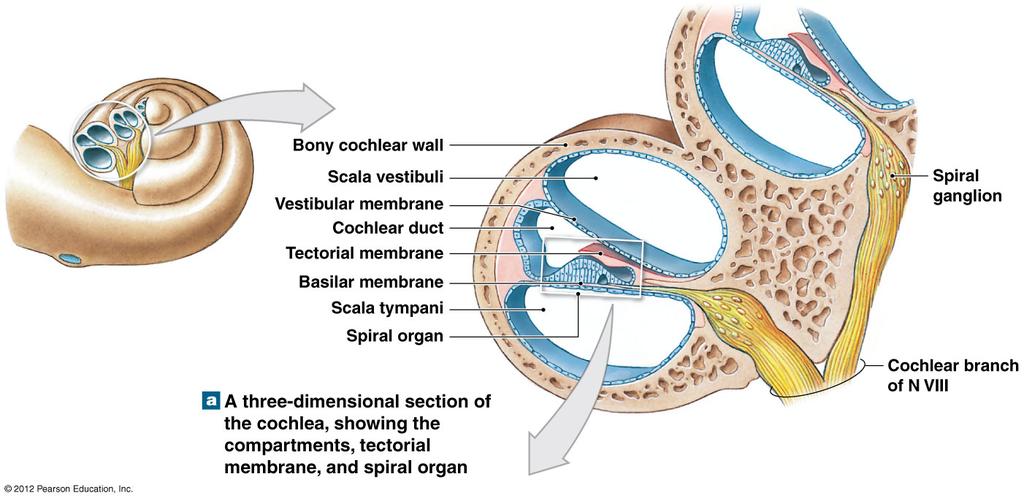 Organs of Corti in cochlea Along its