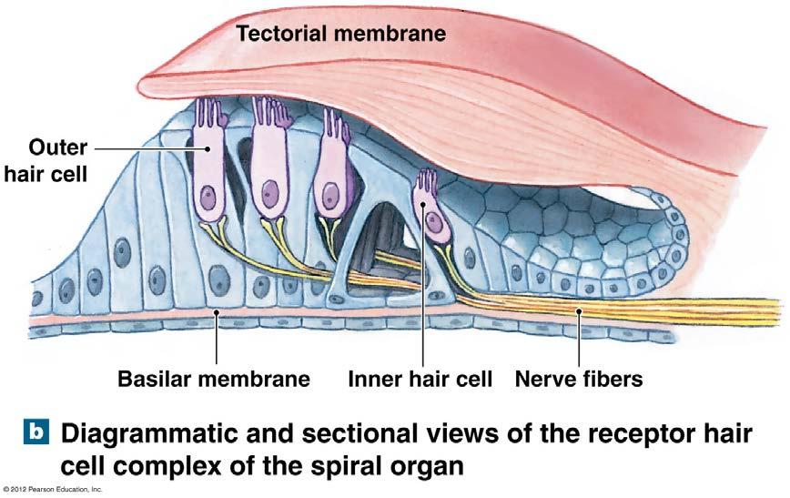 Hair cells of organ of corti Stimulated by pressure waves Wave displaces basilar membrane &