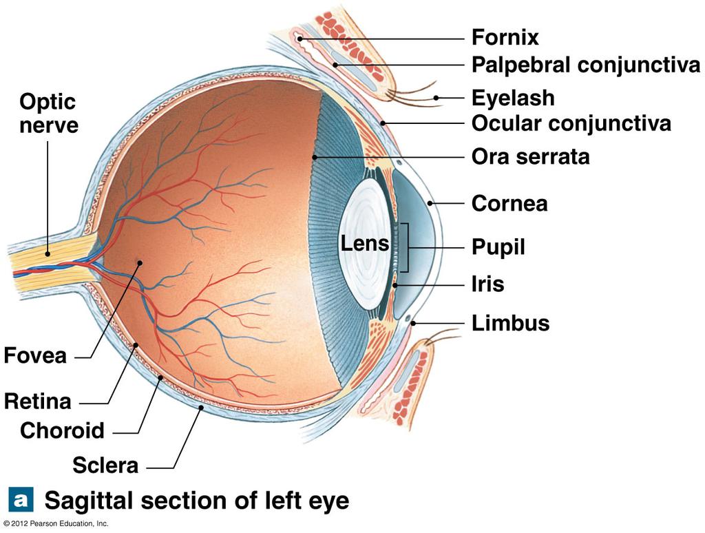 Gathering & projecting signal Cornea Iris; pupil