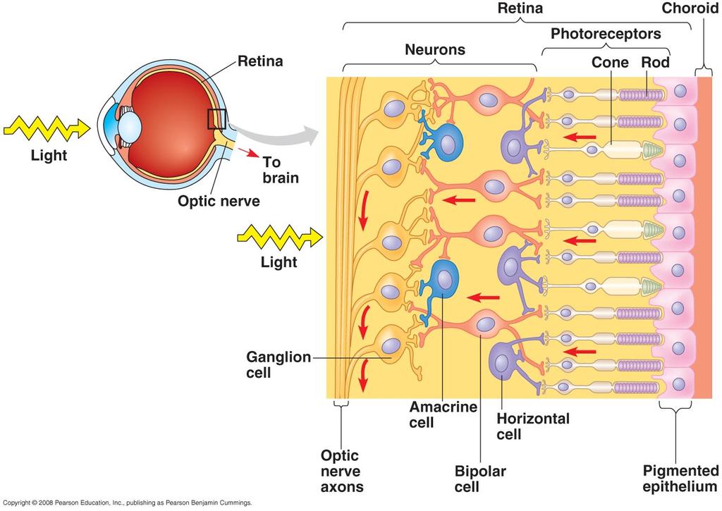 Pathway Lens projects incoming light on to retina Crystalin