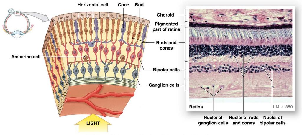 Retina Anatomy Sensation & propagation