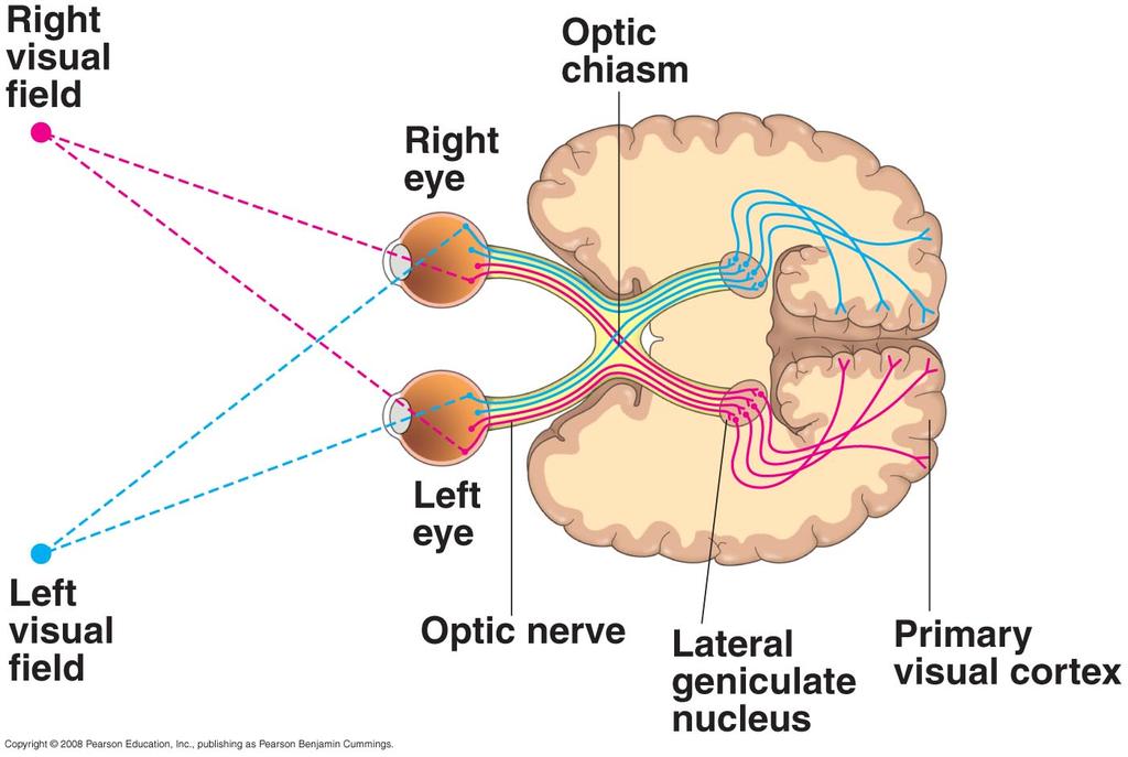 Innervation Optic nerve (II): left visual field