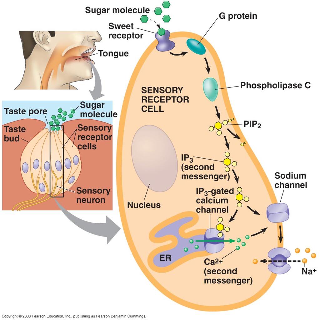 Taste Chemoreceptor binds sugar 2 nd messenger pathway results in Ca 2+ release