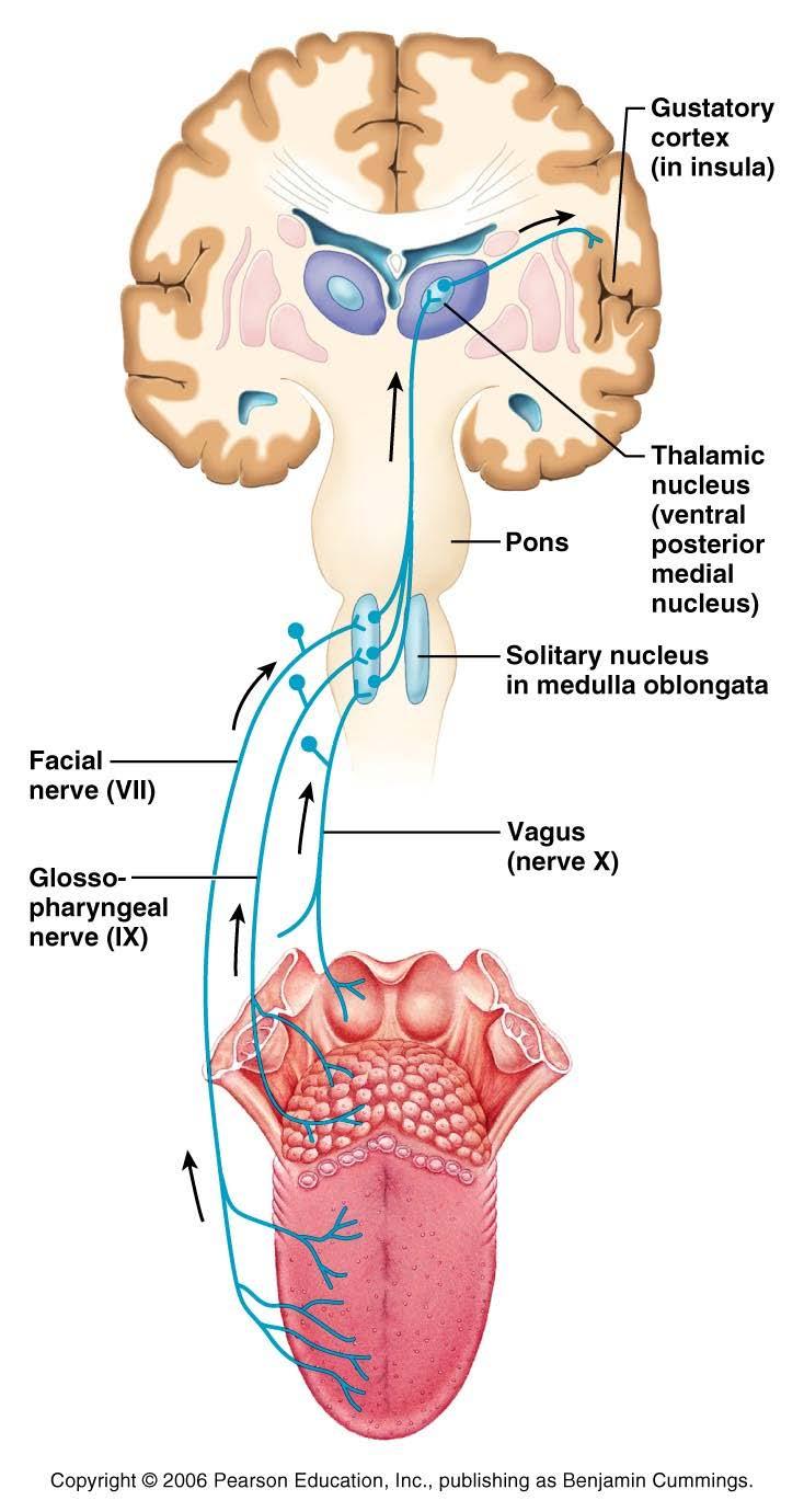 Gustatory innervation Facial (VII) - Anterior 2/3 of tongue Glossopharyngeal (IX) - Posterior 1/3 & pharynx Vagus (X) - Epiglottis & lower pharynx