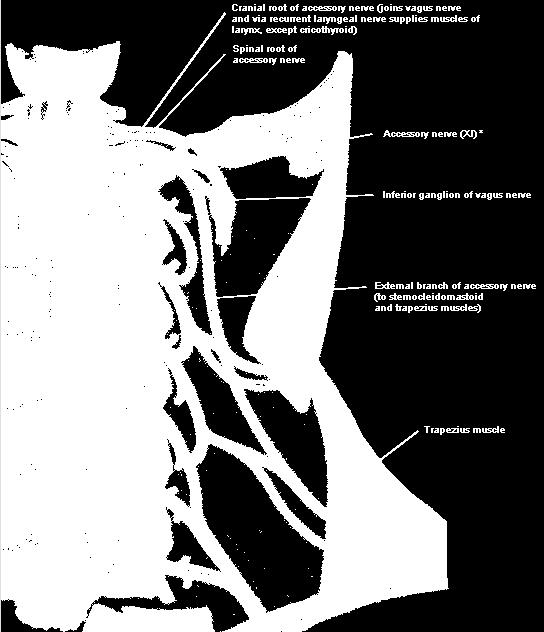 Two roots Pure motor Medulla & spinal cord Jugular foramen Cranial
