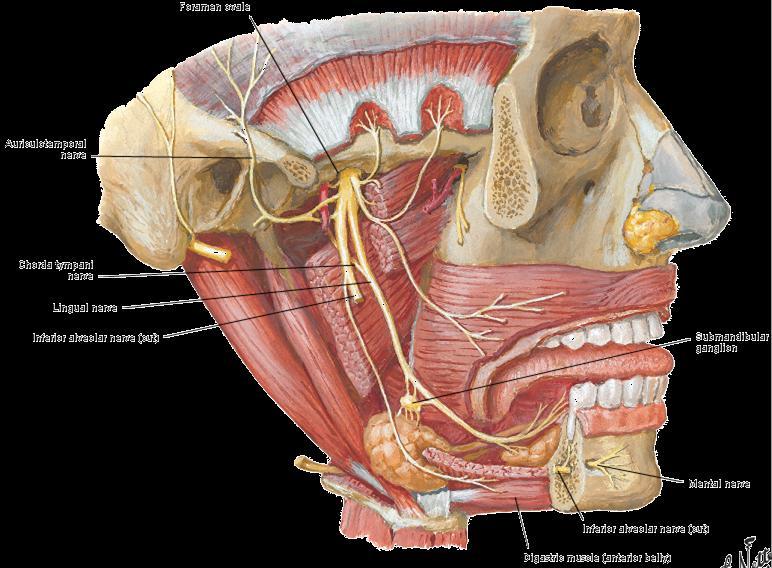 Lingual nerve to anterior 2/3 of tongue Inferior alveolar nerve to