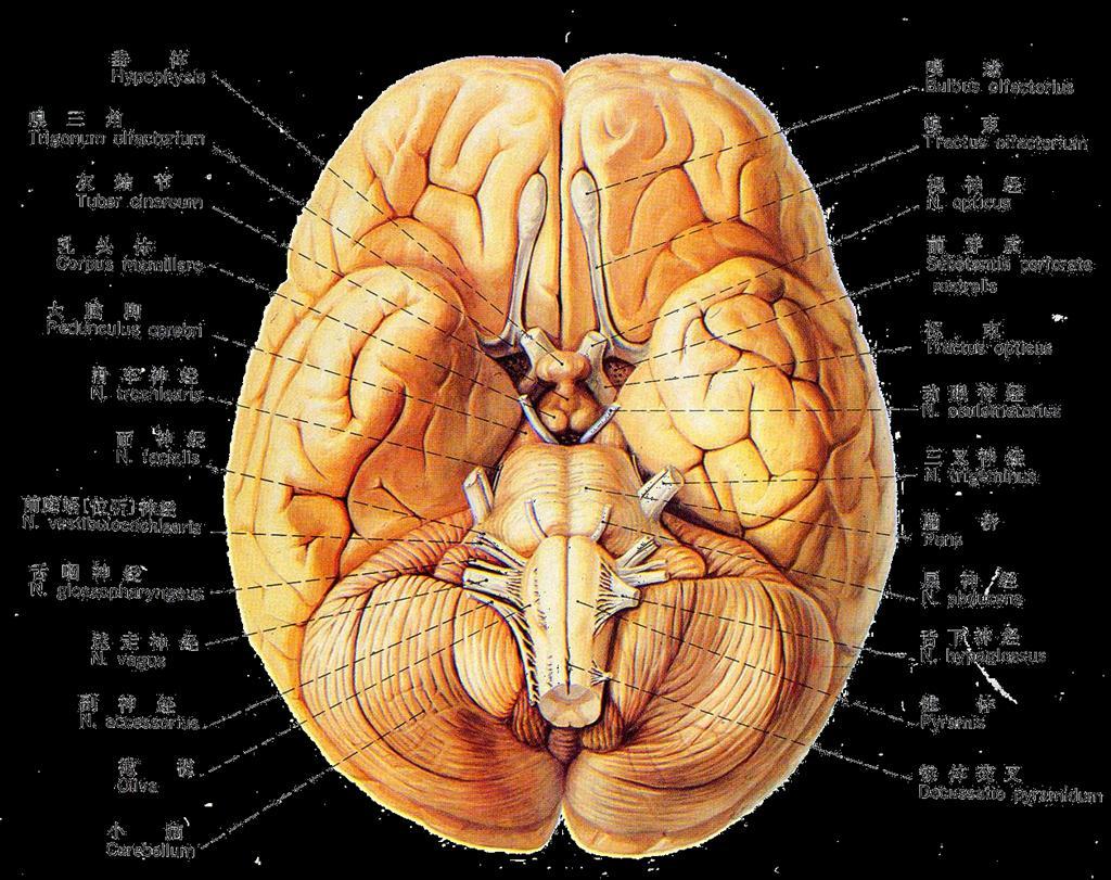 Cranial nerve: