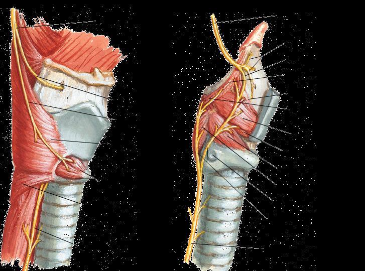 motor fibers in the vagus nerve