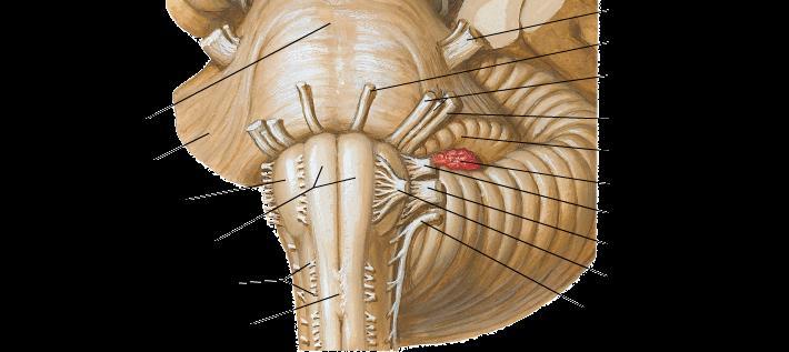 Ventral aspect of medulla Anterior median