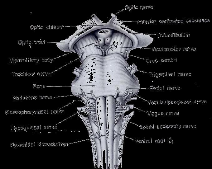 Ventral view of midbrain Massive crural cerebri interpeduncular fossa oculomotor nerve Floor of the