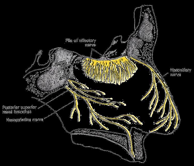 Olfactory nerve CN I Pure sensory (SVS) -- smell Olfactory bulb of telencephalon Leaves cranial cavity through