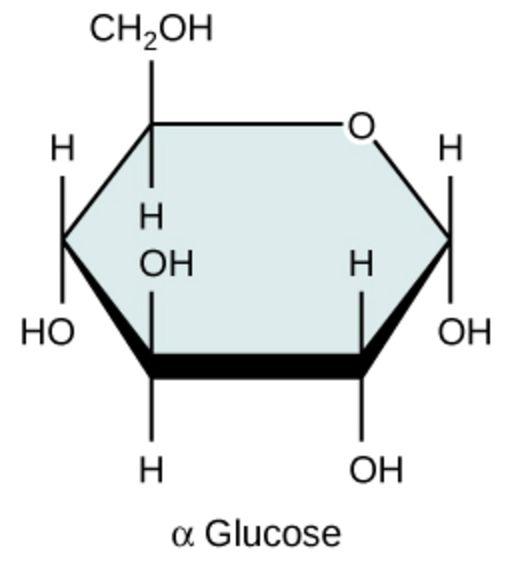 Carbohydrates have the formula (CH 2 O) n where n is the number of carbons in the molecule.
