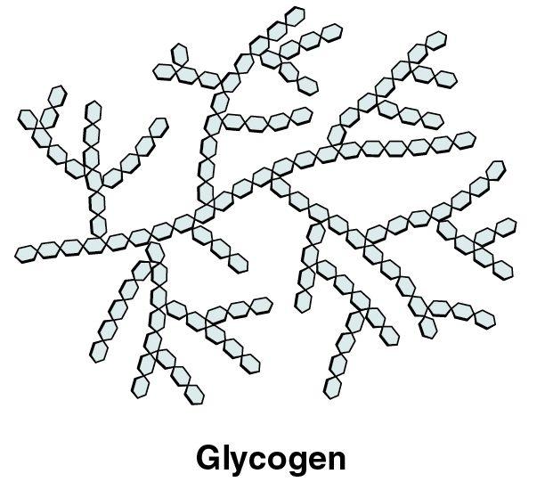 Glycogen structure Glycogen is the main energy storage material in animals and is made by some fungi too.