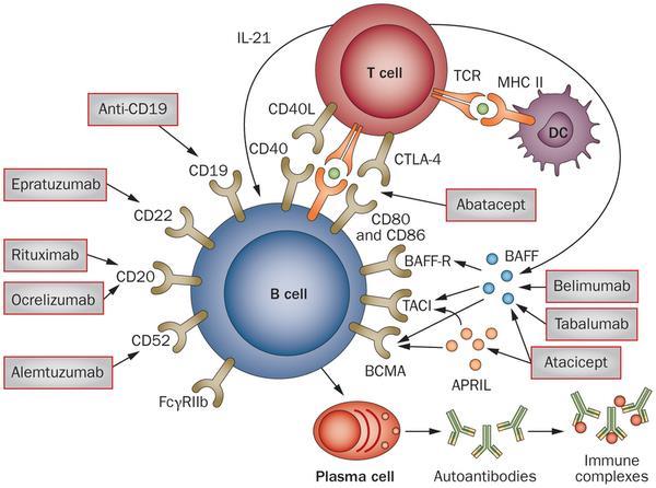 B cell targeting therapy The multiple roles of B cells in RA B