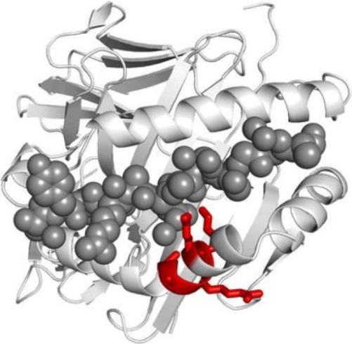 The Shared Epitope Hypothesis The RA-associated HLA-DRB1 alleles encode a common sequence of amino acids in the 3 rd HVR of the DRβ1 chain the shared epitope (Gregersen et al.