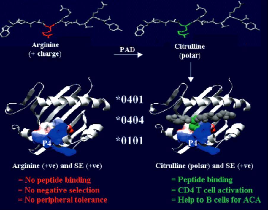 Assoication between SE and ACPA Shared epitope are more likely to develop anti-citrulline response