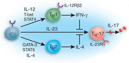 The presence of IFNγ+ IL-17+ T cells in RA synovial fluid.
