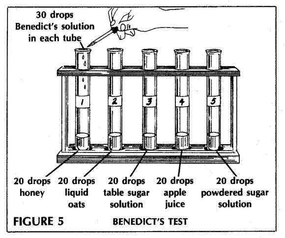 Number six clean test tubes; 1, 2, 3, 4, 5 & 6 and add 10 drops of each of the following solutions Tube 1 10 drops of honey solution Tube 2 10 drops of corn syrup solution Tube 3 10 drops of table