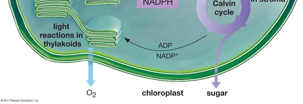 Summary of Photosynthesis in the Chloroplasts of Plant Cells (From Krogh, Biology -- a Guide to the Natural World, Fifth Edition) Photosynthesis begins with light reactions which convert the energy