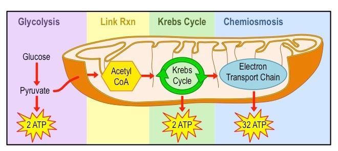 Aerobic Respiration Totals Energy produced per glucose molecule Glycolysis = Net 2 ATP