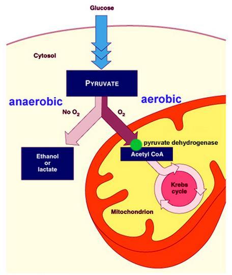 Anaerobic Respiration Totals Energy produced per glucose molecule