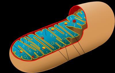 Mitochondria Site of aerobic cellular respiration; occurs in both plants &