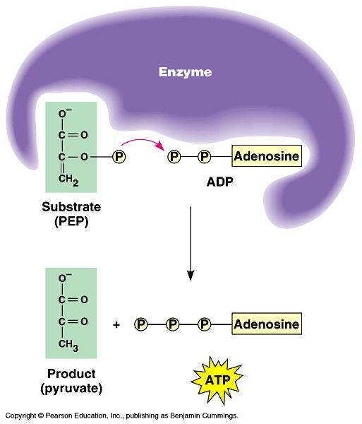 Glycolysis 10 steps divided into 2 phases: Energy investment phase Cell uses 2 ATP in initial breakdown of glucose Energy payoff