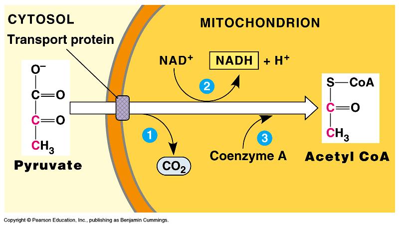STEP 2 Formation of Acetyl CoA The junction between glycolysis and the Kreb s Cycle Pyruvate enters the mitochondria where it is oxidized into