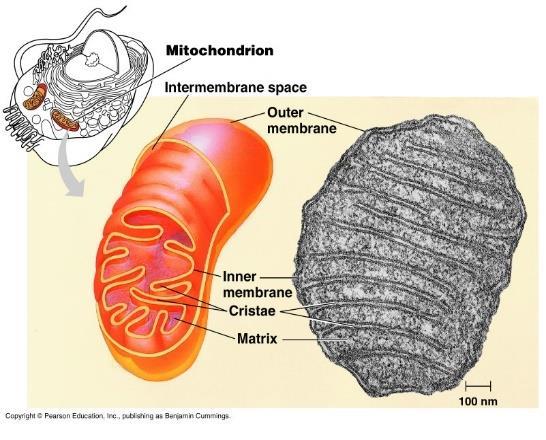 Mitochondria Function: site of energy capture and transformation (cell respiration) Quantity in cell correlated with metabolic activity Structure: double membrane (phospholipid bilayer) Inner folds =