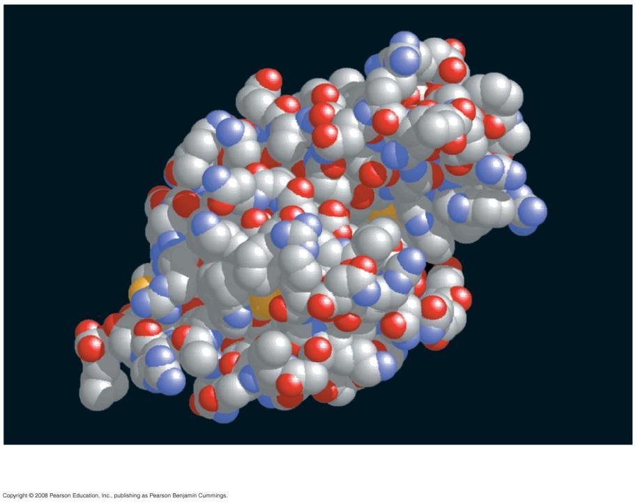 Groove (b) A space-filling model of lysozyme Carbohydrates Glucose This is a