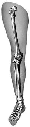 The heel of a foot has seven tarsal bones, and the ball of a foot has five metatarsal bones.