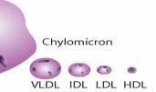 protective Chylomicrons (CM) formed mainly in enterocytes include dietary lipids enter blood via lymph