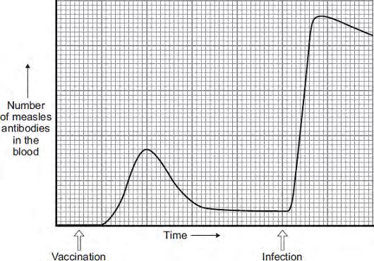 The graph shows the number of measles antibodies in the child s blood from before the vaccination until after the infection.