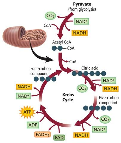 Figure 3 Pyruvate is broken down into carbon dioxide during the Krebs cycle inside the mitochondria of cells. Trace Follow the path of carbon molecules that enter and leave the Krebs cycle.