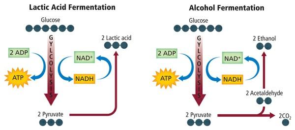 the cytoplasm and regenerates the cell s supply of NAD + while producing a small amount of ATP. The two main types of fermentation are lactic acid fermentation and alcohol fermentation.