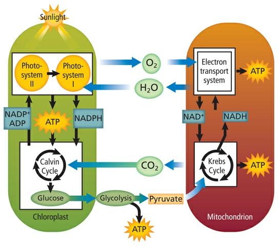 Figure 6 Photosynthesis and cellular respiration form a cycle in which the products of one metabolic pathway form the reactants of the other metabolic pathway.