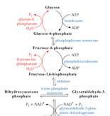 Gluconeogenesis is not just the reverse of glycolysis Several steps are different so that control of one pathway does not