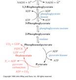 1 Pyruvate to PEP 2 Fructose 1,6- bisphosphate to Fructose-6- phosphate 3 Glucose-6-Phosphate to Glucose Gluconeogenesis versus