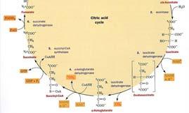 CoA acts as a carrier of acetyl groups Acetyl-CoA is a high energy compound: The ΔG ' for the hydrolysis of its