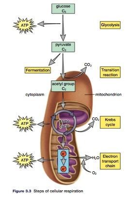 Stages of Cellular Respiration