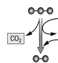 The Krebs Cycle Oxidation of Pyruvate (transition step) A 3 carbon molecule of pyruvate enters the mitochondrion from the cytoplasm.