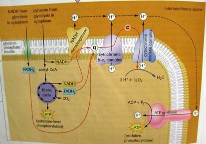 Chemiosmosis = ATP formation Electrochemical (E.C.) gradient established across membrane by H+ High [H+] in intermembrane