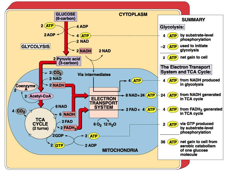 Uses coenzymes NAD + and FAD + to accept e- from glucose NADH = 3 ATP s