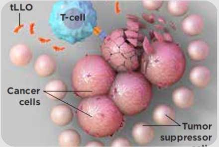 molecules Target peptides presented on the surface of the APCs stimulate TAA-specific