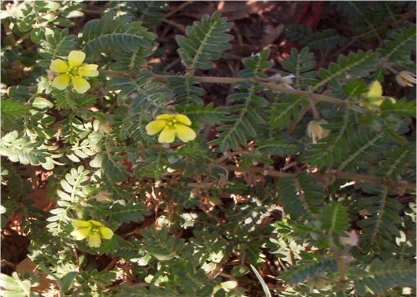 Department of Pharmacognosy, Faculty of Pharmacy, Assuit University, Assuit 71526, Egypt. Tribulus terrestris L. (family Zygophyllaceae) is a prostrate branched herb.