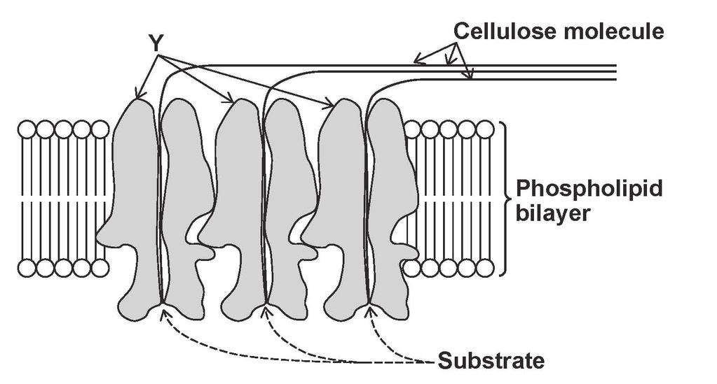 18 Figure 3 shows how a plant cell produces its cell wall. FIGURE 3 0 4. 2 Y is a protein.