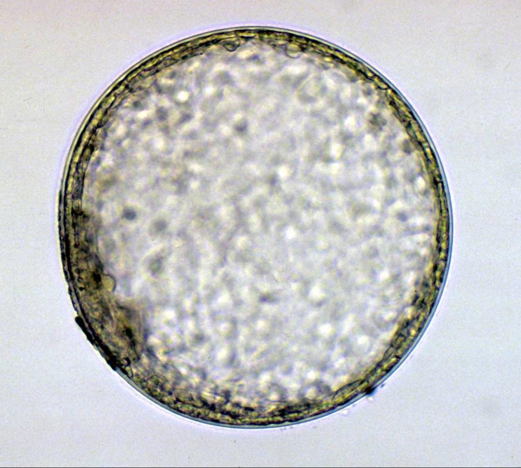 Day-7 blastocyst