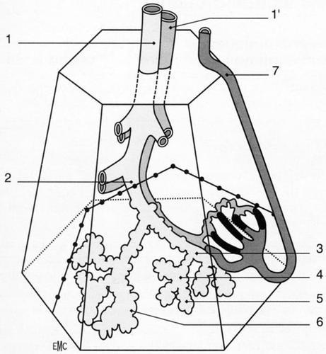 Acinus & lobule Lobule : morphological unit, smallest anatomical unit, ventilated by the centro lobular bronchiole accompanied by the centro lobular artery dimension: 1 à 2,5 cm composed of 3 to 5