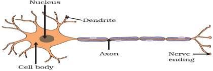 The junction of two neurons is known as synapse. This is functional junction between two adjacent neurons. It is a narrow gap between nerve ending of an axon and dendrite of another axon.